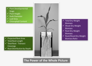 Phenotype Screening Corporation - Mexican Pinyon #4268602