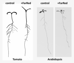 Tomato And Arabidopsis - Rockcress #4268622