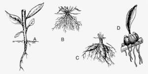 Root - Drawing #4268672
