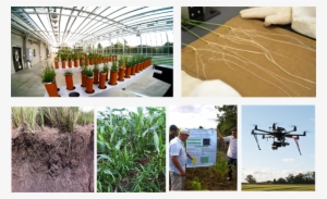 Images Of Experiments Involving Roots In A Glasshouse - Greenhouse #4268818