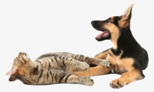 Cats And Kittens - Cat Yawns #4268822