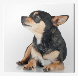 Black Chihuahua Dog Lying Down Canvas Print • Pixers® - Chihuahua Perro Negro #4268878 Black Chihuahua Dog Lying Down Canvas Print • Pixers® - Chihuahua Perro Negro #4268878