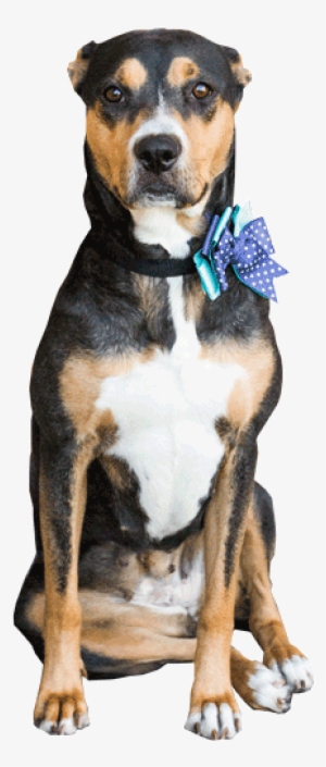 Dog1 Cob Web - Spider Web #4269091