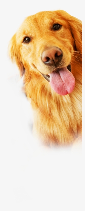 Rescue Dogs Png #4269261