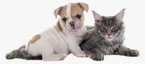 Dogs And Puppies - Buldogue Frances Com Gato #4269329