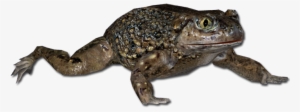 Western Spadefoot Toad - Spadefoot Toad Png #4270623