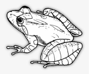 Wftconservationbw - Northern Cricket Frog Drawing #4270868