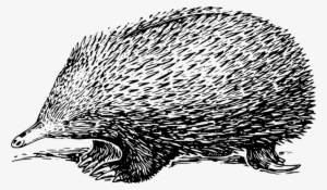 Echidna Drawing Svg Clip Arts 600 X 350 Px #4270961