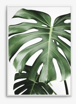 Monstera X Two - Swiss Cheese Plant #4271024