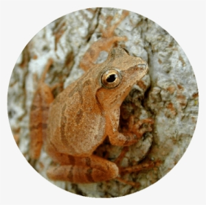 Spring Peeper #4271302