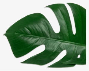 Plant-2 - Disprin Forte 24 Tablets #4271405