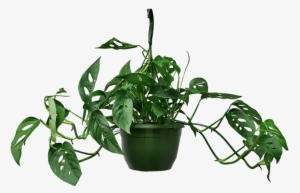 Monstera Adansonii Hanging Basket - Monstera Adansonii #4271453