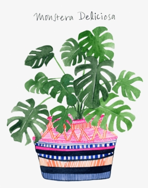 Monstera Web 2016 #4271514