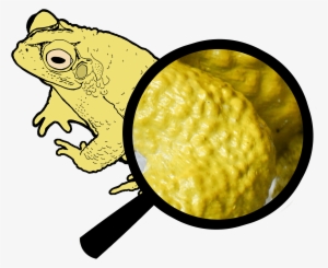 Realistic - True Frog #4271530