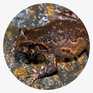 Adm-capital Circle Leptolax Botsfordi Rowley - Mount Data Forest Frog #4271786