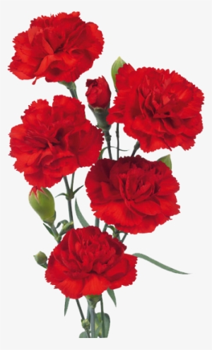 Red Carnations Transparent Background #4272446