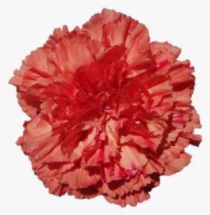 Orange Hermes - Carnation - Carnation #4272748