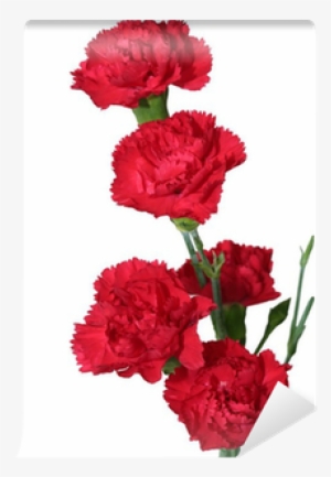 Red #4272835