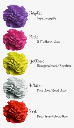 Carnations For Every Occasion - Carnations Meaning #4272928