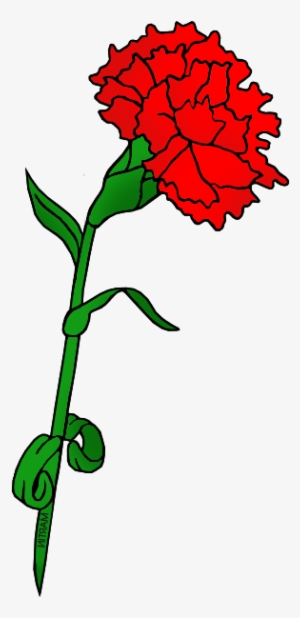 Red Carnation - Flower #4272985