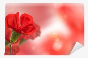 Beautiful Red Carnation Flower Over Natural Blurred - Garden Roses #4273296