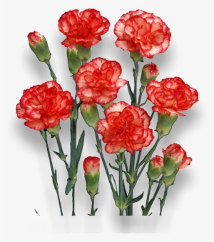 Akari - Carnation #4273401 Akari - Carnation #4273401