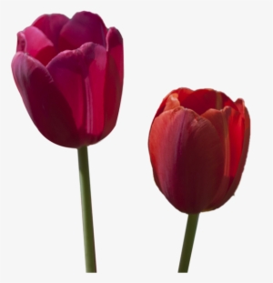 Tulip Flower Free Png Transparent Images Free Download - Stock.xchng #4274517
