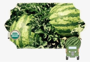 Seeded Watermelons - Plantation #4274687