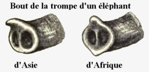 Elephanttrunks-fr - African Elephant And Asian Elephant Trunk #4274784