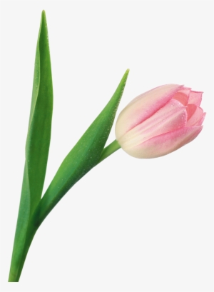 Тюльпан На Прозрачном Фоне #4274840
