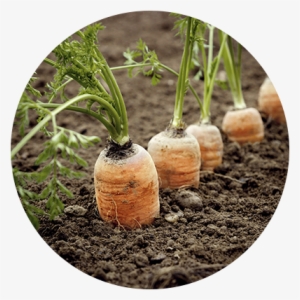 Soil Protects Soil Protects - Organic Farming #4274920