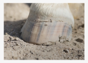 Horse #4275066