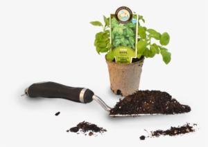 Chesapeake Harvest Basil Plant - Houseplant #4275253