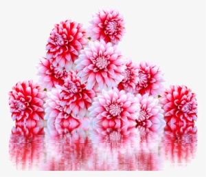 Jewelry, Dahlia, Jewelry Dahlia, Autumn Flower - 2018 9 月 カレンダー 壁紙 #4276553