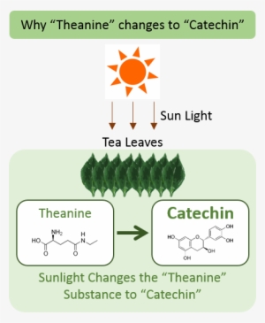 Green Teas That Are 2nd And 3rd Harvested, The Summer - Theanine In Tea #4276947