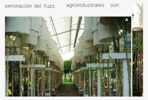 Cruzamientos Biparentales En Farol - Tree #4276976