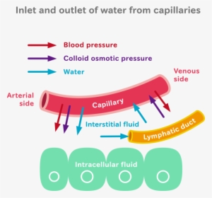To Propose An Appropriate Method Of Fluid Intake Based - Fluid Distribution In Human Body #4277985