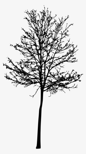 Tree Silhouette Png Roots - Portable Network Graphics #4279477