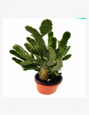 Opuntia Ficus-indica Cactus Plant - Cactus #4280838