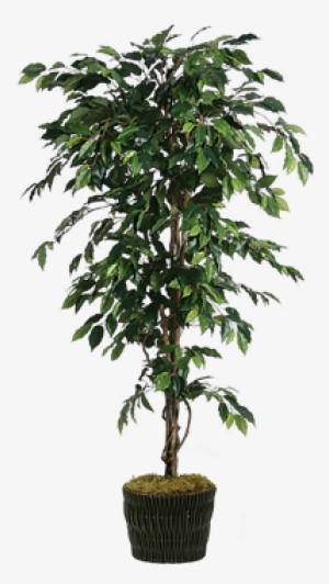 Silk Ficus Tree In Basket - Transparent Ficus Tree Png #4280867
