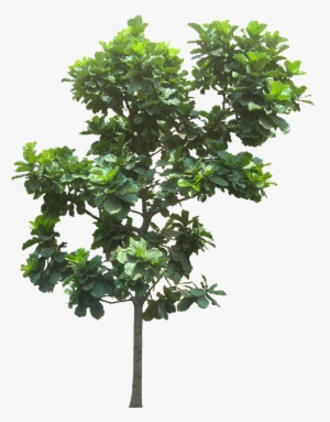 Pin By Putichai Sam On Tree Cut Out/ Cambodian Plants - Fig Tree Png #4280970 Pin By Putichai Sam On Tree Cut Out/ Cambodian Plants - Fig Tree Png #4280970
