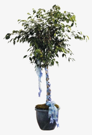 Ficus Tree - Talleys Florist #4280975