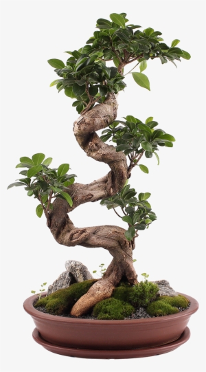 We Are Ficus, A Shopify Plus Design And Development - Home Focus At Hickeys #4280993