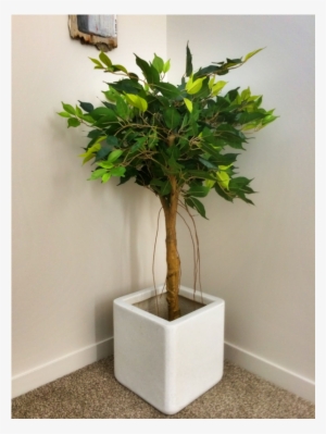 Artificial Ficus Tree Fc17683 - Weeping Fig #4281016