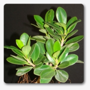 Isla Verde Planta #4281090