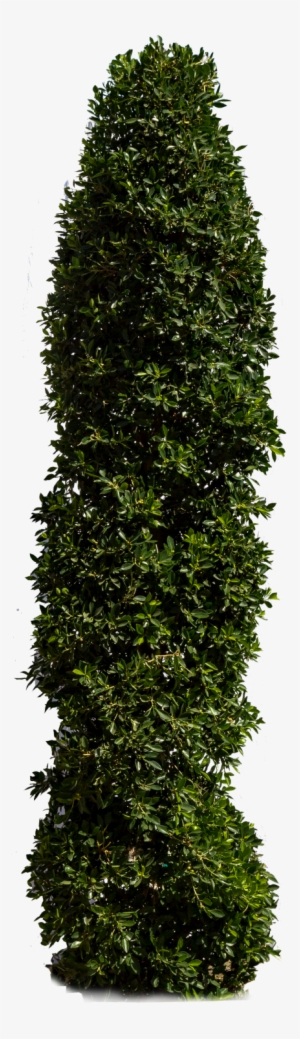 Ficus Indian Laurel - Hedge #4281115