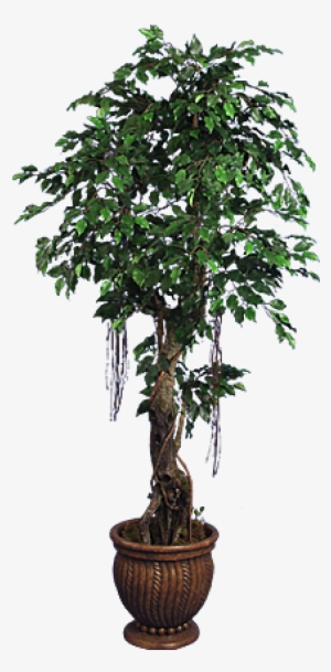 Tpt 1329- Ficus Benjamina #4281139