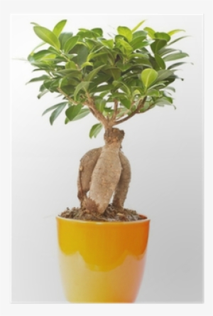 Tree #4281182
