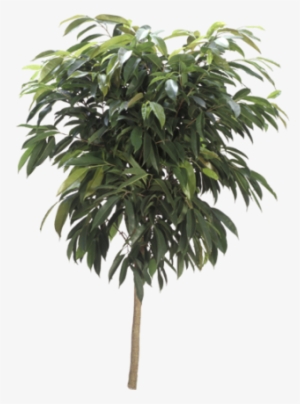 Ficus Amstel King - Ficus Binnendijkii Amstel King #4281205