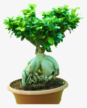 Ficus Retusa #4281389